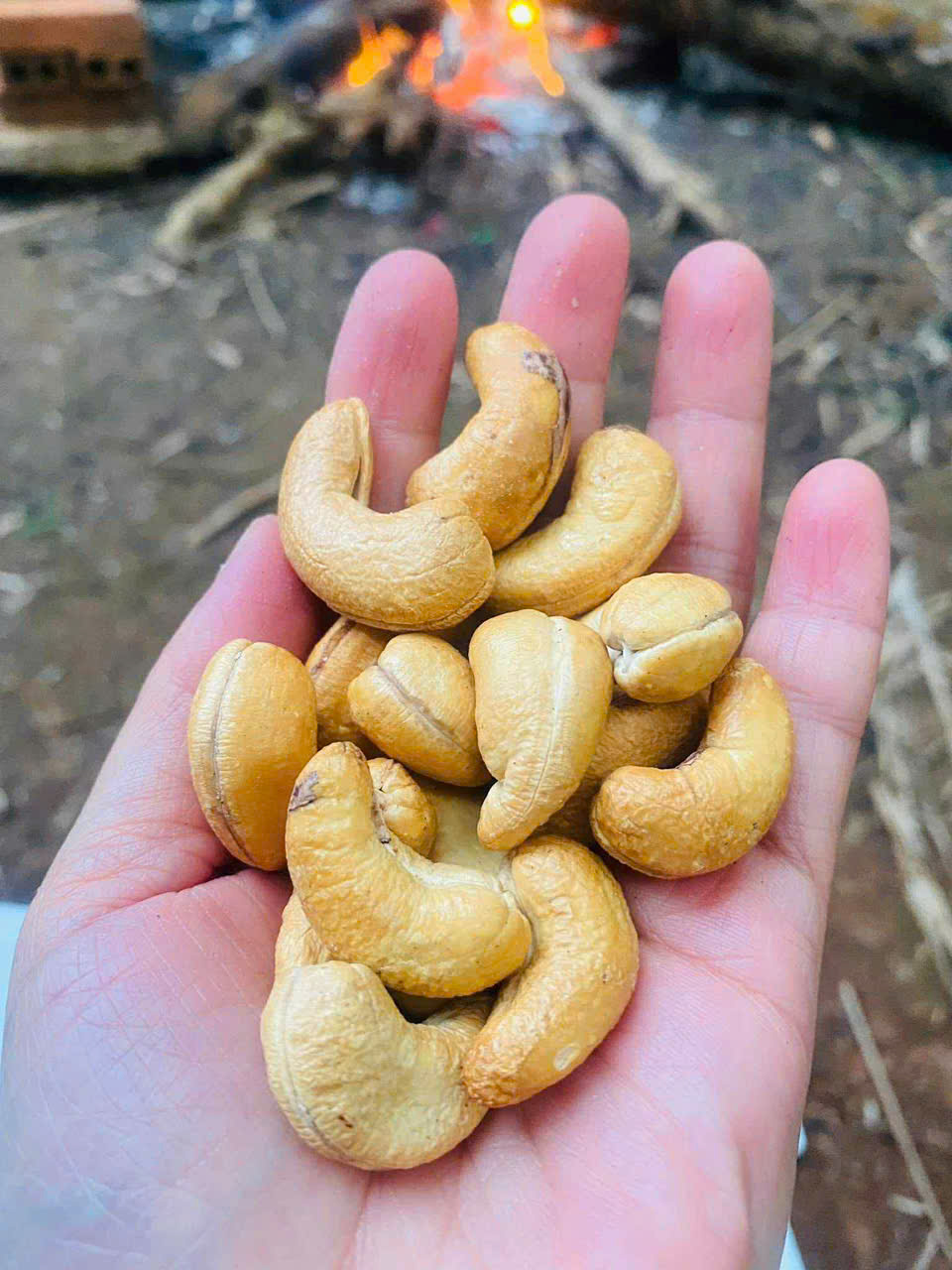 Hạt Điều Krông Năng - Ảnh 4