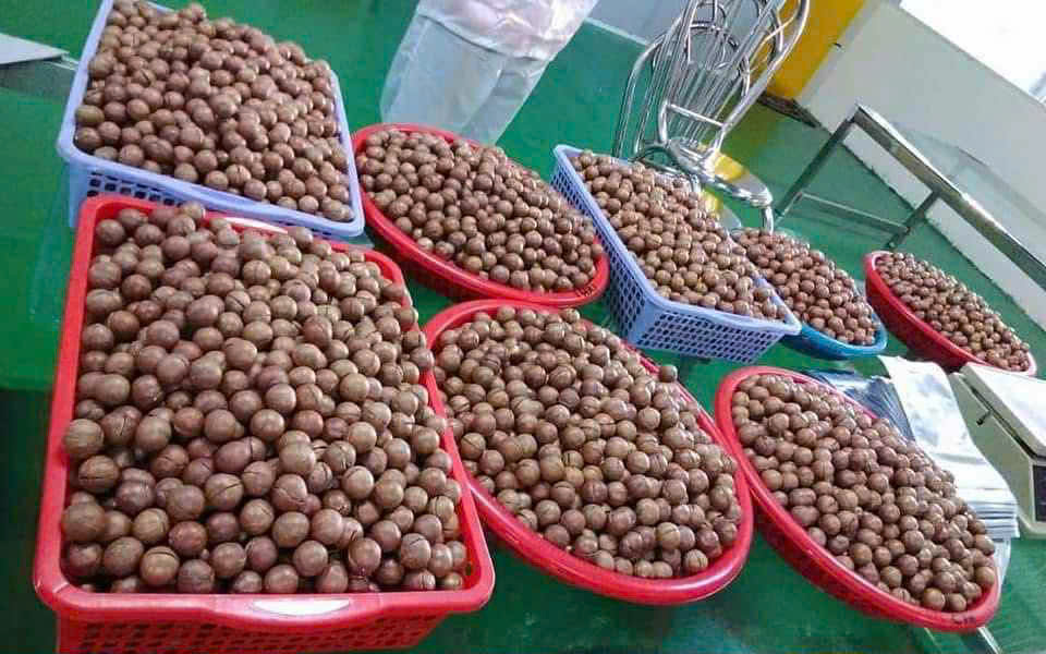 Hạt Macca Krông Năng – Vị ngon thuần khiết - Ảnh 4